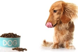 Everything you need to know about dog nutrition