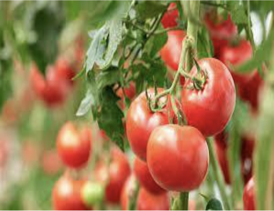 LA CULTURE DE LA TOMATE EN AFRIQUE