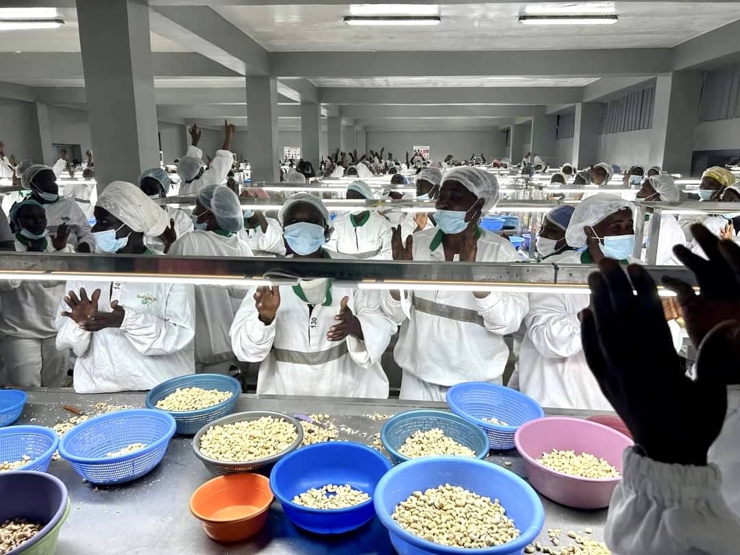 Côte d’Ivoire : Inauguration d’une usine de transformation de noix de cajou à Odienné d’un coût de 10,2 milliards FCFA